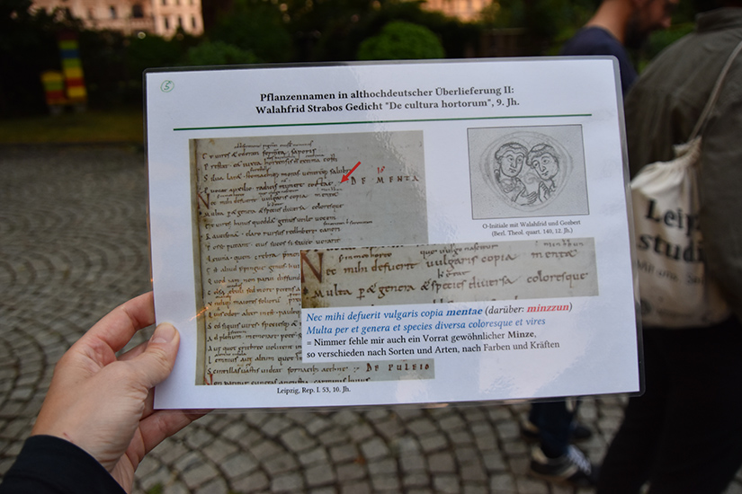 Abbildung eines Teil des Hortulus-Gedichts in der althochdeutschen Handschrift, in dem bestimmte Kräuterarten vorkommen.