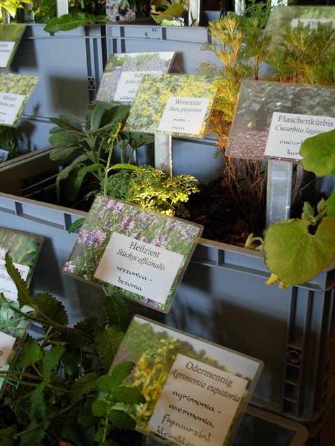 Althochdeutsches Wörterbuch: Ein Klostergarten im Kleinformat, Foto: privat