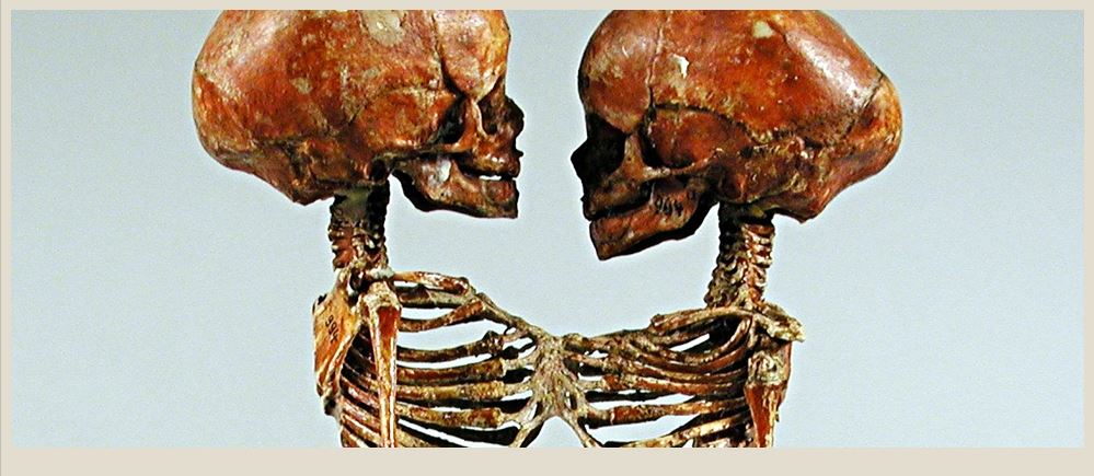 Meckelsche Sammlungen