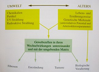 Untersuchungsbereiche der Arbeitsgruppe