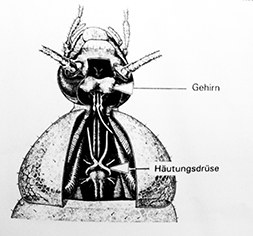 Wirkungsmechanismen von Neurohormonen